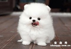 <b>二个月小狗拉稀吃什么药</b>
