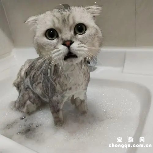 自己怎么给小猫洗澡?