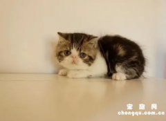 <b>三花加菲猫配种颜色表</b>
