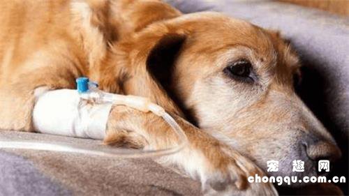 犬瘟是什么原因引起的？