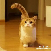 <b>短腿橘猫是什么品种?</b>
