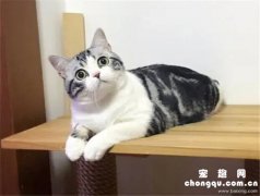 <b>美短虎斑和银渐层的区别?</b>