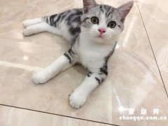 ​虎斑和狸花猫怎么区分?