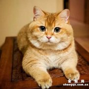 ​橘猫和金渐层怎么区分?