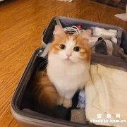橘猫和黄狸猫的区别