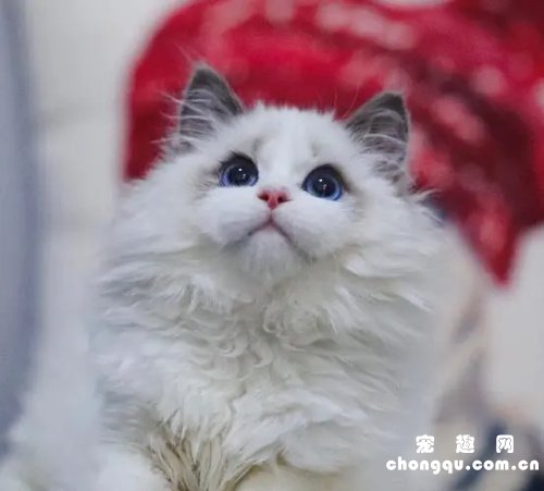 布偶猫最大能长多少斤?