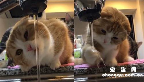 为什么猫咪不喜欢洗澡，却又很爱玩水？
