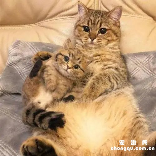 为什么要让小猫咪和猫妈妈分开使用猫砂盆？