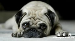 <b>巴哥犬拉肚子吃什么药</b>