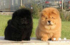 <b>狗狗拉稀便血吃什么药好得快？</b>