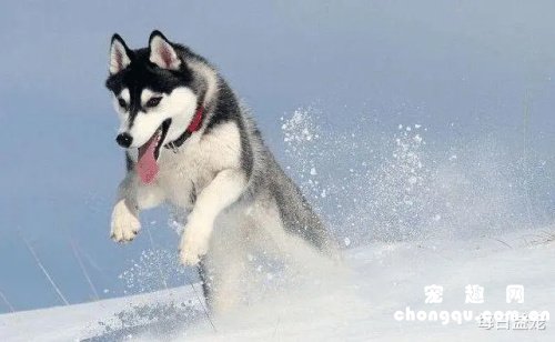 哈士奇犬瘟热怎么治疗