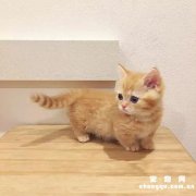 <b>橘猫的性格特点</b>