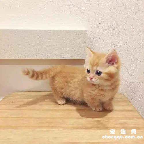 橘猫的性格特点