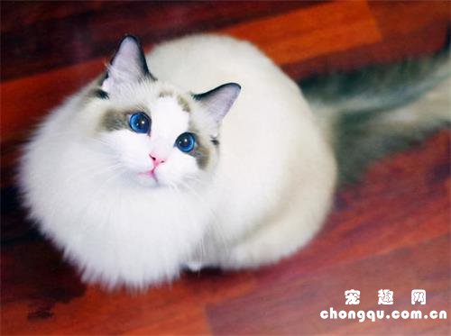 最适合新手养的5个猫咪品种，暹罗猫第一，布偶猫仅排第三