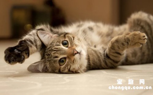 最适合新手养的5个猫咪品种，暹罗猫第一，布偶猫仅排第三