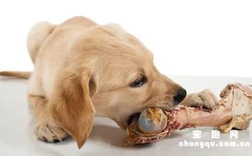 买什么骨头给狗狗做磨牙棒？