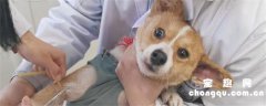 <b>狗翻肠子能自己痊愈吗?</b>