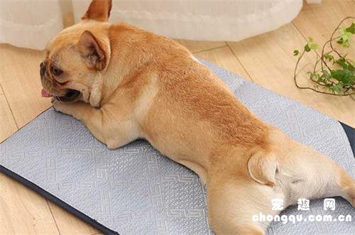 狗睡冰垫有什么危害？