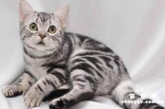 <b>美短猫的性格怎么样？</b>