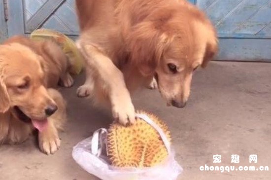 狗可以吃榴莲吗