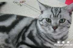 <b>美短猫的性格特点</b>