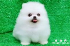 <b>茶杯犬能活几年？</b>
