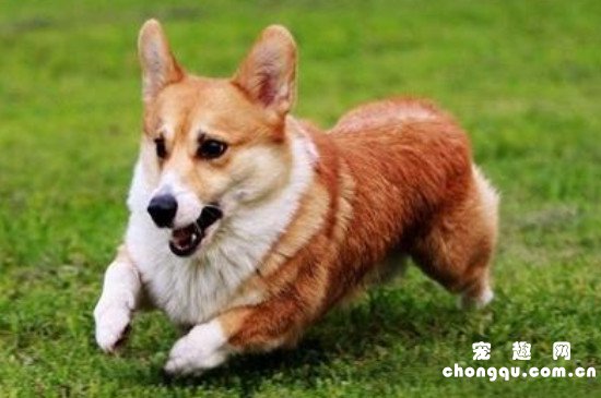 种狗是什么意思