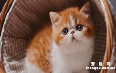 <b>​加菲猫最贵的毛色</b>