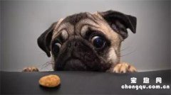 <b>狗狗能不能吃鸡脖?</b>