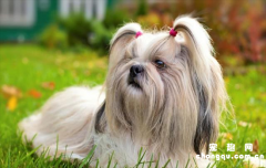 <b>短鼻犬为什么不能上飞机？</b>