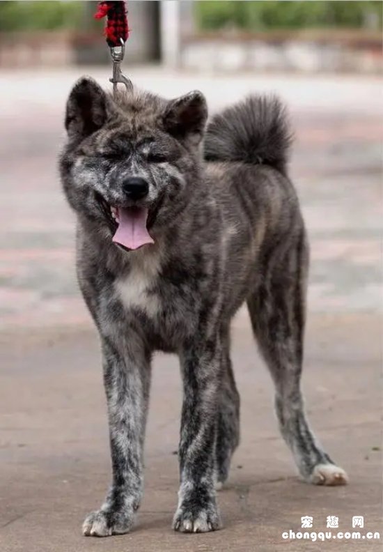 虎斑犬怎么训练