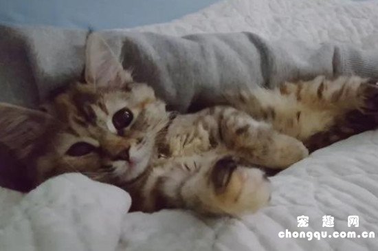 幼猫粘人睡床上怎么办