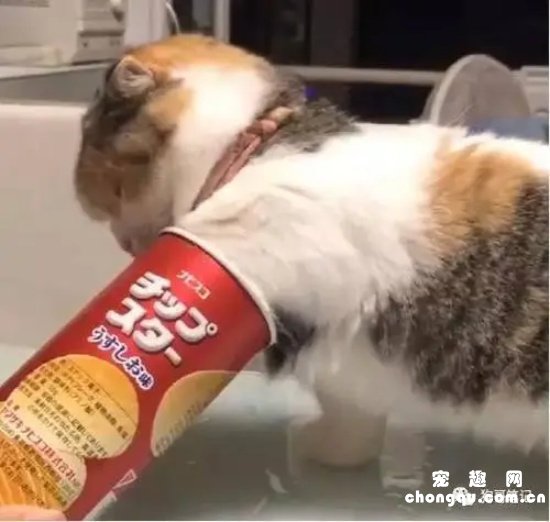 猫咪可以吃薯片吗
