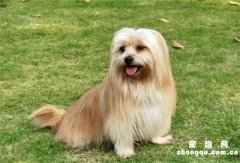 <b>拉萨犬怎么打理才漂亮?</b>