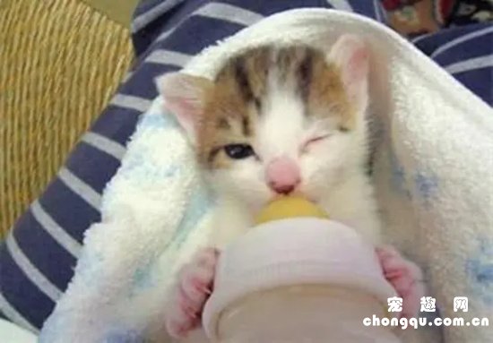 宠物小猫不吃奶该怎么办？