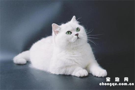 美短银渐层是什么猫？