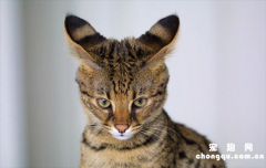 <b>​大耳朵猫咪是什么品种</b>