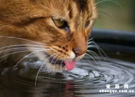 猫咪频繁喝水怎么回事