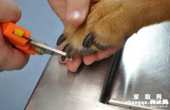 ​给狗狗剪指甲怎么剪