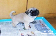 <b>怎么教巴哥犬在固定地方大小便</b>