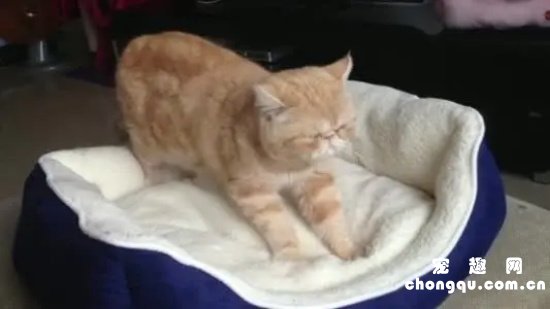 猫咪为什么喜欢踩奶动作