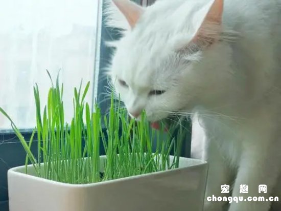 猫咪几个月吃猫草