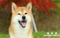 <b>​柴犬几个月能区分圆脸和尖脸？</b>