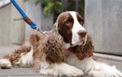 <b>​史宾格犬智商相当于人的几岁？</b>
