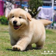 <b>判断狗狗年龄的4种方法</b>