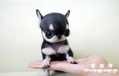 狗狗的大姨妈来几天？