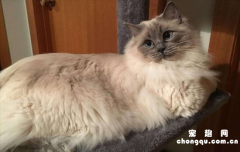 <b>​猫的重点色是什么意思?</b>