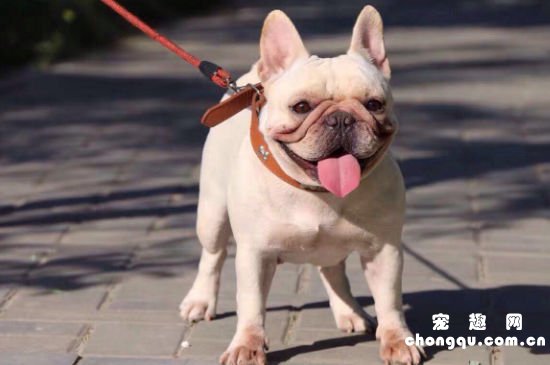 法斗犬的优缺点