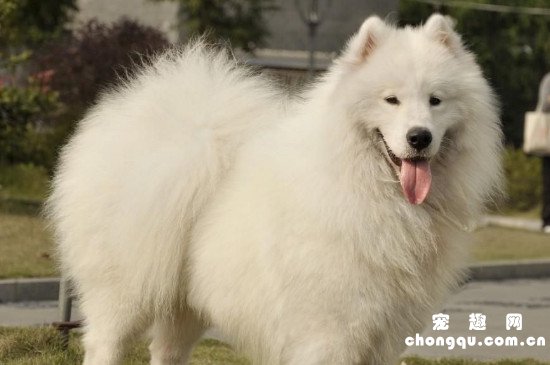 萨摩金毛串串智商高吗