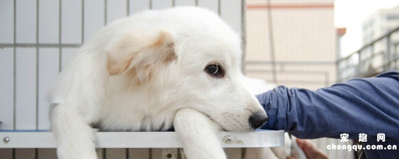 萨摩金毛串串智商高吗